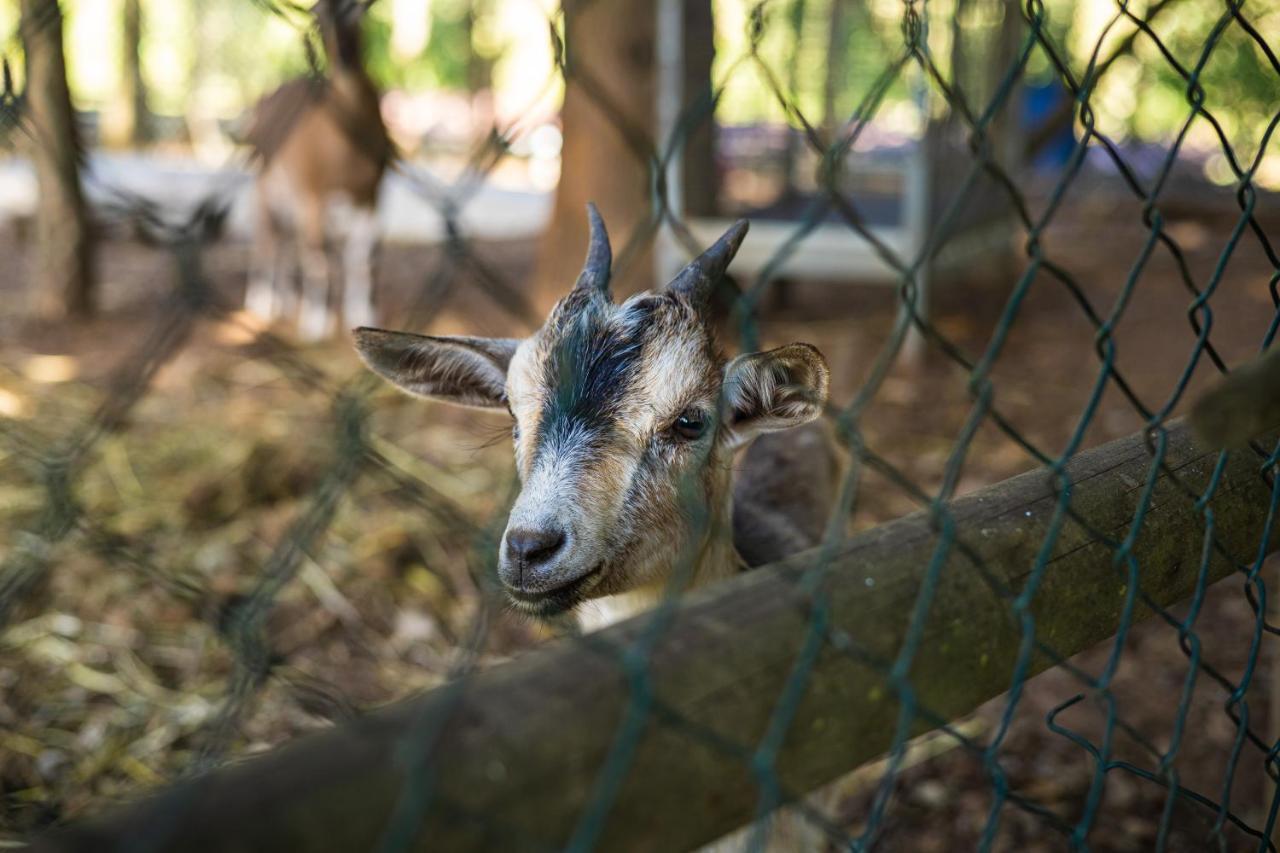 Quinta Da Chouza Agroturismo E Enoturismo Celorico De Basto Exteriör bild
