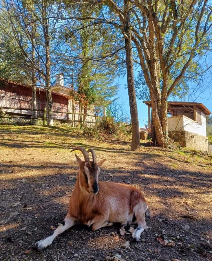 Quinta Da Chouza Agroturismo E Enoturismo Celorico De Basto Exteriör bild