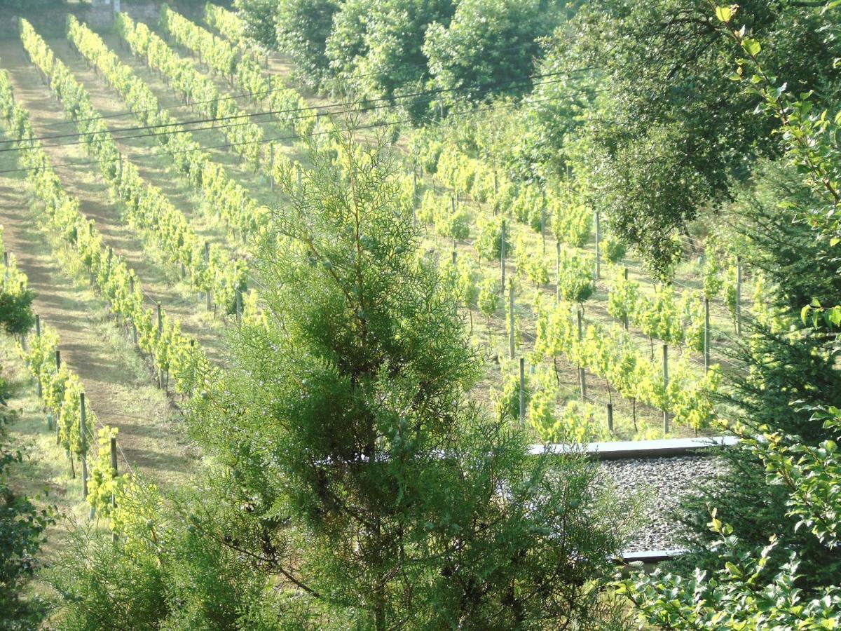 Quinta Da Chouza Agroturismo E Enoturismo Celorico De Basto Exteriör bild